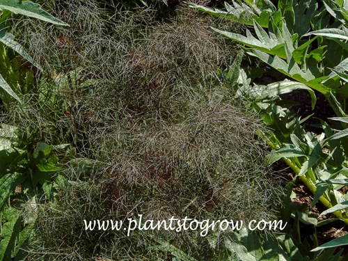 Bronze Fennel (Foeniculum vulgare purpurascens)
The leaves are finely cut.